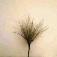 Ban_Cang