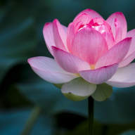 Hoai_Nam