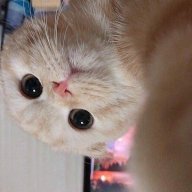 Tan_Assassin