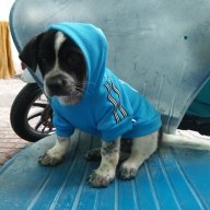 QuocThong_Huynh