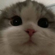 Levio_Erza