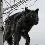Teen_Wolf