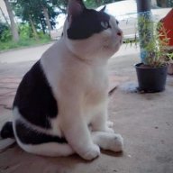 Mahhumel_OsCar