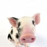 Pig_Crazy