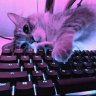 Dominic_Thorin