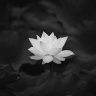 Paul_Abbate