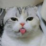 MinhAnh_Battousai