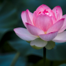 Hoai_Nam