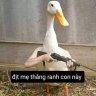 Sick_MyDuck