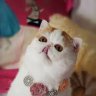 Nhu_Nhu