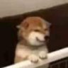 coconut_gaming