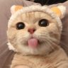 Tony_Montero