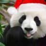 Khai_Smith