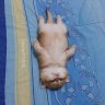 Ly_Vinh