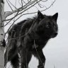 Teen_Wolf