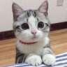 LaThi_LinhChi