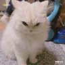 Nala_luna