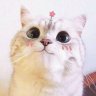Le_BaoHuy