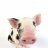 Pig_Crazy