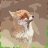Early_Fox