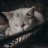 TranNa_Carot