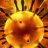 Virus_Corona