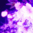 Purple_Flower