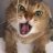 Linh_Vo