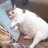 Goldie_Willam