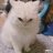 Nala_luna