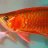 tranduc_thinh