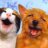 Huy_Trann