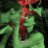 Archange_Maico