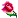 Rose @};- @};-